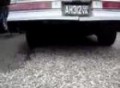 1981 Buick Regal V6