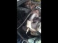 92 gmc sonoma running