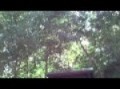 Bok Tower Concert 1