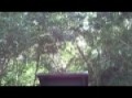 Bok Tower Concert 2