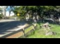 Boxster_Spyder_Drive_R1.mov
