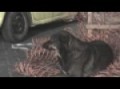 CLUB FITO 600 PARTE 9 DE BUEN HUMOR CON LOS SOCIOS Y SIMPATIZANTES FIAT 600
