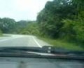 Cameron Highlands Touge: Downhill (tuning webers)