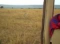 Cheetah jumps on Landrover to hunt VID00055.AVI