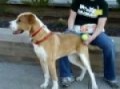 Dodge-Available at the Humane Society of Missouri