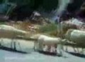 Driving through Bosnia - Sheeps on the road