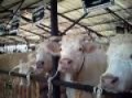 EXHIBICI�N DE LAS VACAS EN SAN BLAS ABADI�O 3-2-2010.AVI