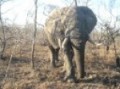 Elephant getting close!