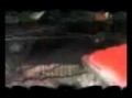 Expo. Autos cl�sicos en Guayaquil