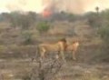 Fire burns the countryside in Tanzania