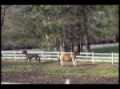 Galloping & Horses Running