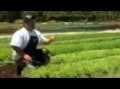 Hawaiian Grown TV - Nalo Greens Promo