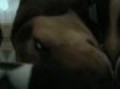 JennyDevilDog