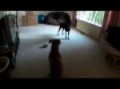 Lady & Dodger Playing!