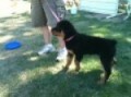 Lucene Rottweiler Porsche barking at Tunnel