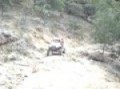 MOTOS HUASTECASO EL TIGRE 3 MOV08222_mpeg4.mp4JSG
