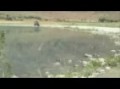 Muddy Ditch Rhino ~ Playing in the Lake