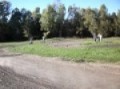 PW 50 PREMIER FOIS KEANO SUR CIRCUIT JUSTE 4 ANS FUTURE STEPHANE EVERTS