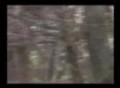 Part 2: Oh Deer, we arrived!