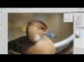 Peachpit TV: Dodge, Blur, Burn and Sharpen in Photoshop CS4