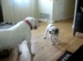 Porsche and Tyson