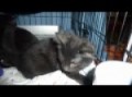 RBARI, ASPCA & Subaru Adoption event