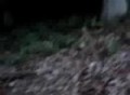 RC car First crash