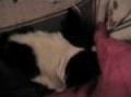 Random Junk Footage from Makaveli087