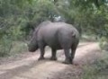 Rhino, Phinda, South Africa
