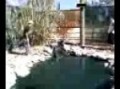 Ross attacked by vicious zoo animals