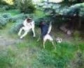 SYNEK DODGE I MAMA LINKA
