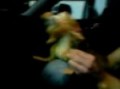 Scrat Ice Age Dance