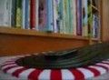 Slot Car Lap