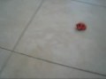 Takara Tomy Q-STEER Mazda RX-8