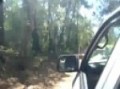 Toyota Hilux crossing shallow Noosa River