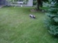 Traxxas Truck Jumps Foxy The Mazda
