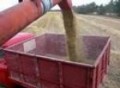 Unloading Barley
