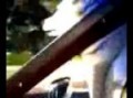 Wolf in the Buick Power Inn