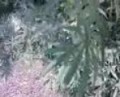 ganga plants