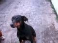 porsche carrera speedster 1954 - dobermann - baset hound